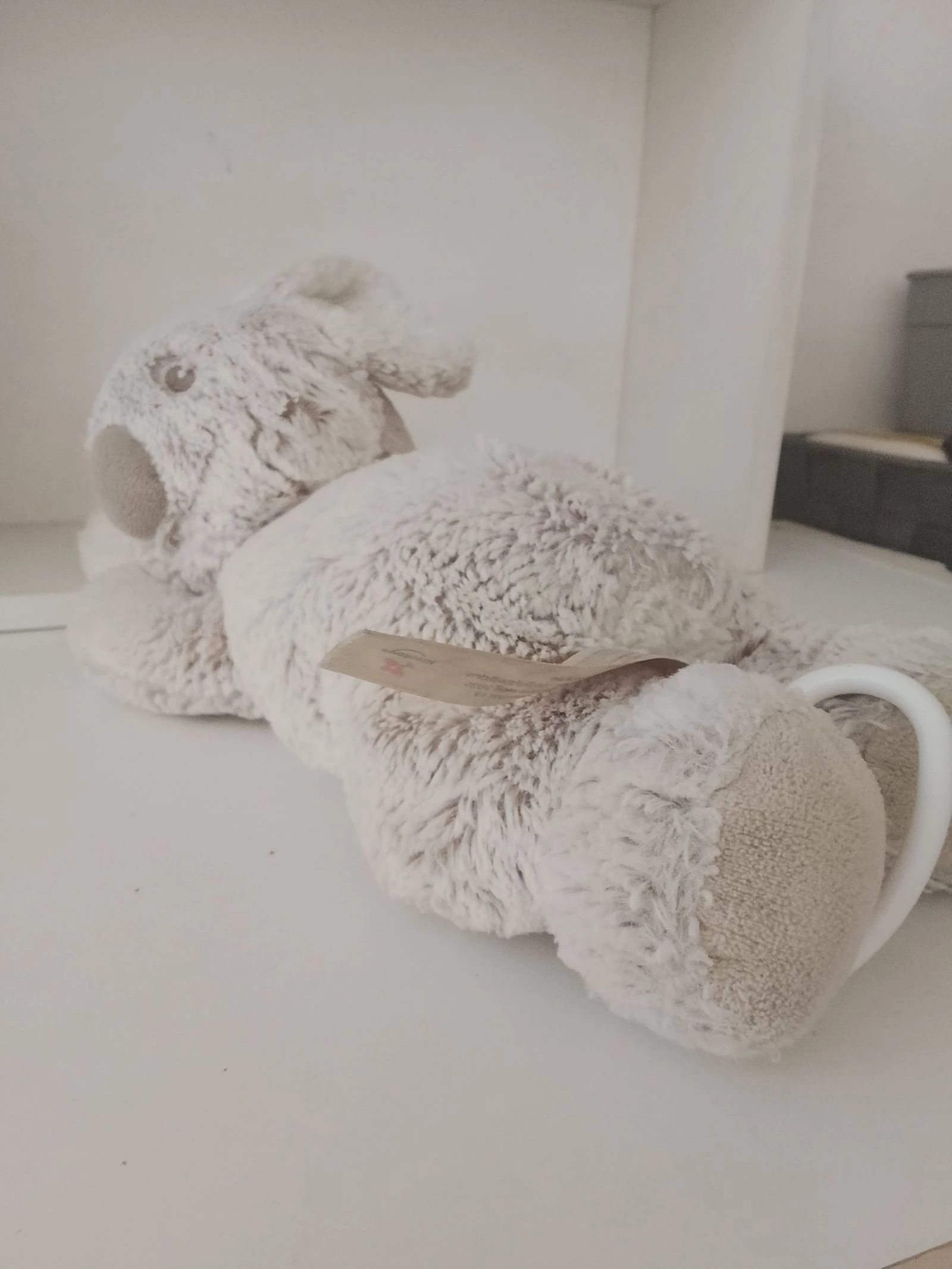 Coala musical – photo 3